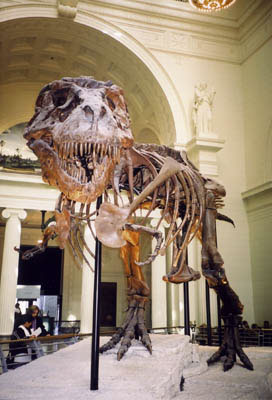 "Sue" - Tyrannosaurus rex